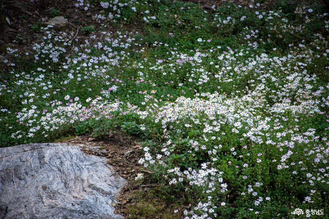형형색색 어울린 구절초의 모습