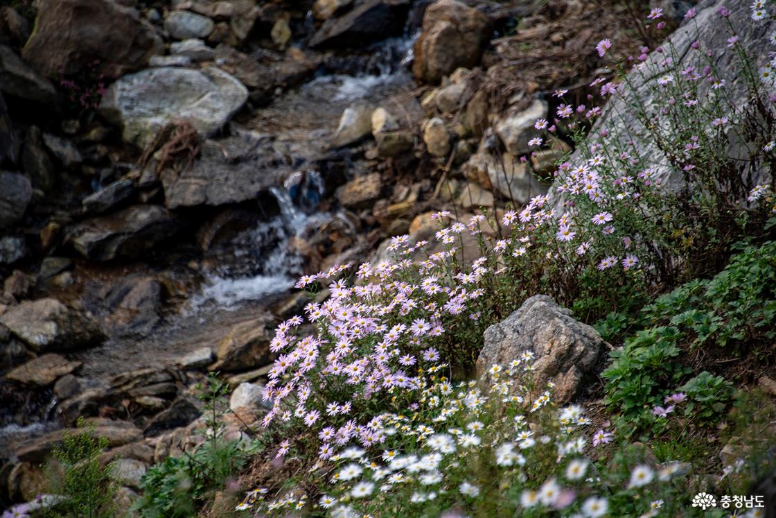 계곡 물소리를 듣고 피어난 구절초의 향연