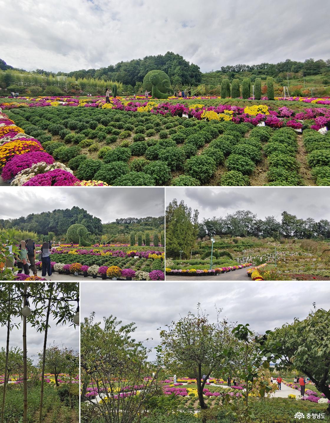 꽃망을을 머금고 있는 국화와 만개한 국화꽃이 조화를 이루고 있는 사계광장