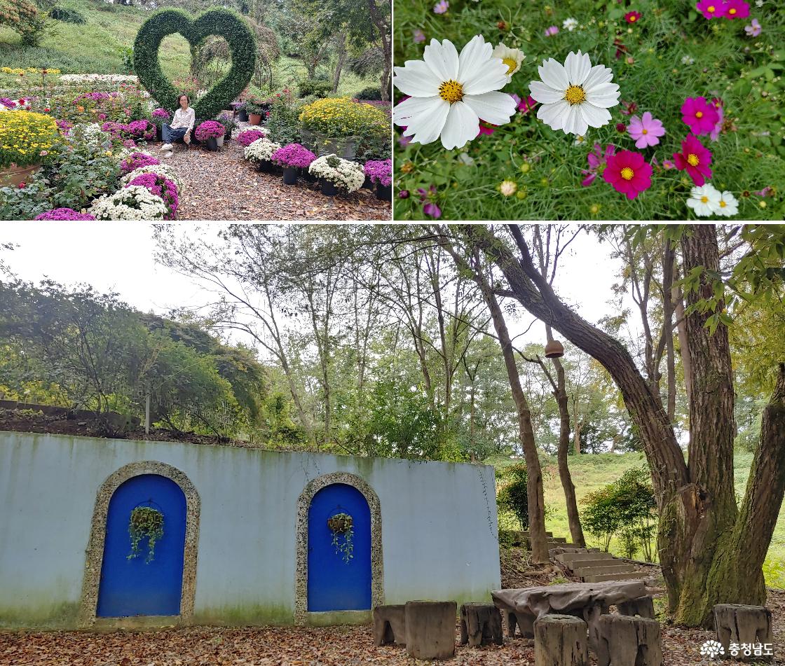 자연쉼터 / 코스모스 꽃 / 자연쉼터에서 내려가던 길