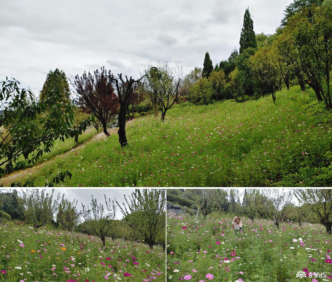 코스모스 언덕길