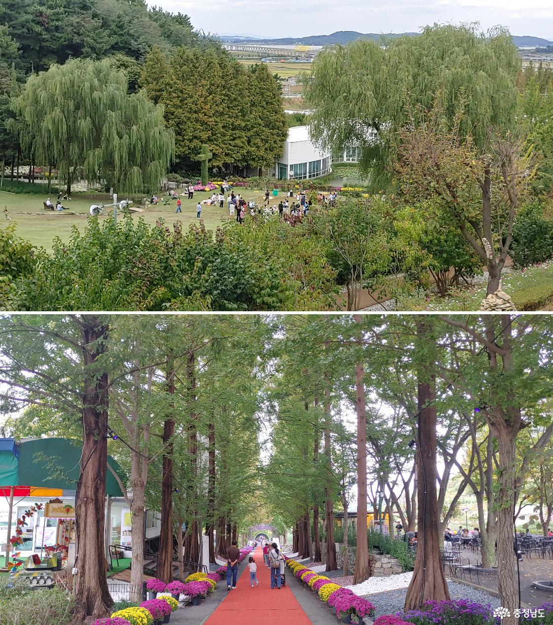 코스모스언덕에서 내려다 본 풍경 / 메다세쿼이아 길