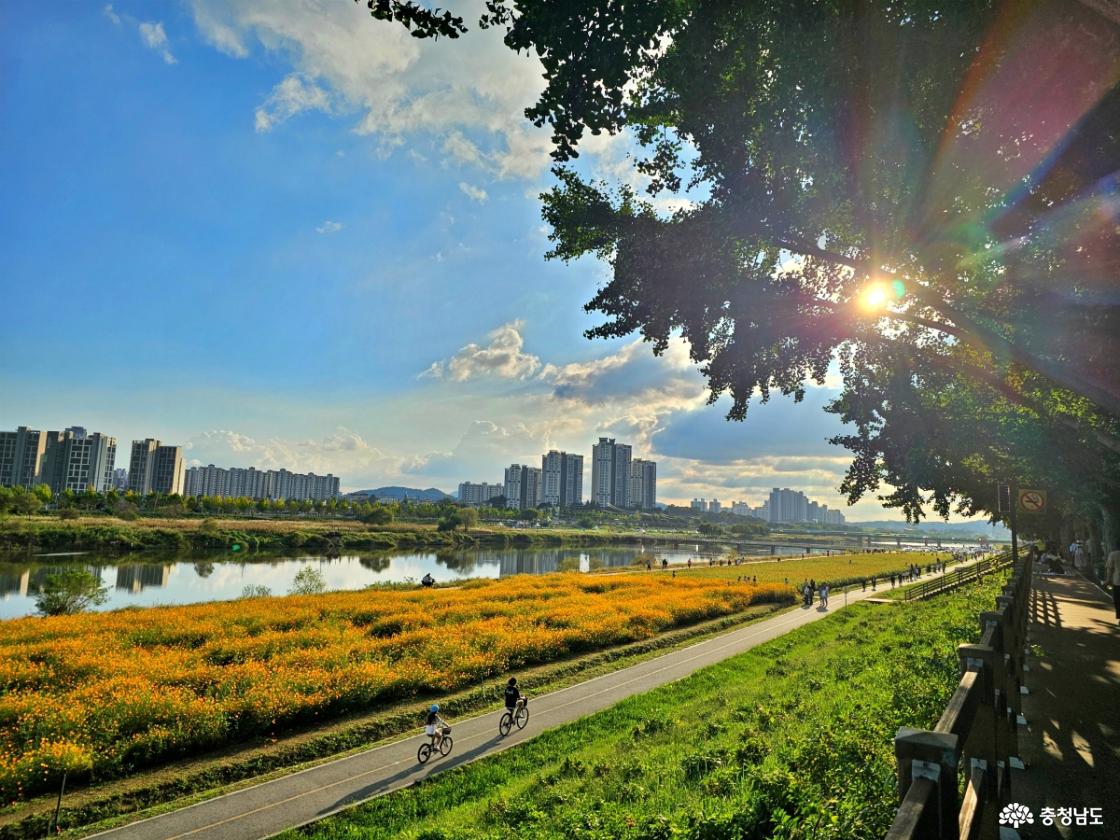 곡교천 은행나무길