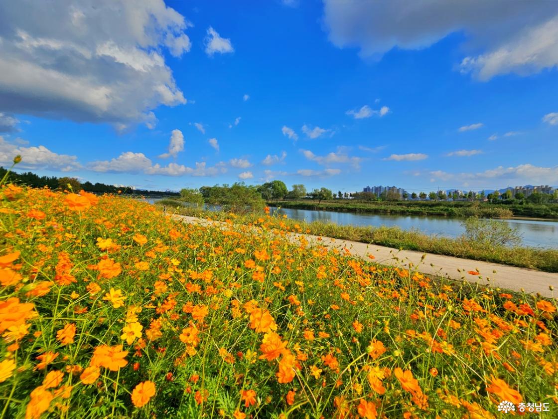 황하 코스모스 군락