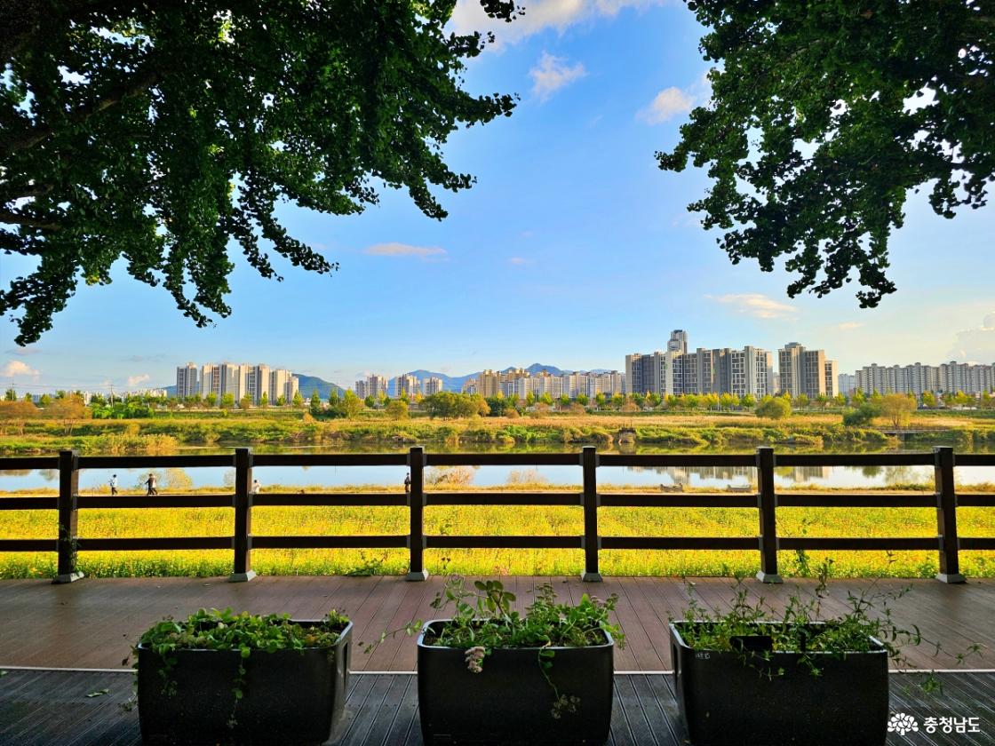 곡교천 은행나무길