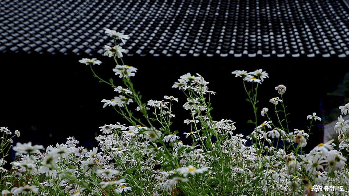 대웅전 기와와 구절초꽃의 조화