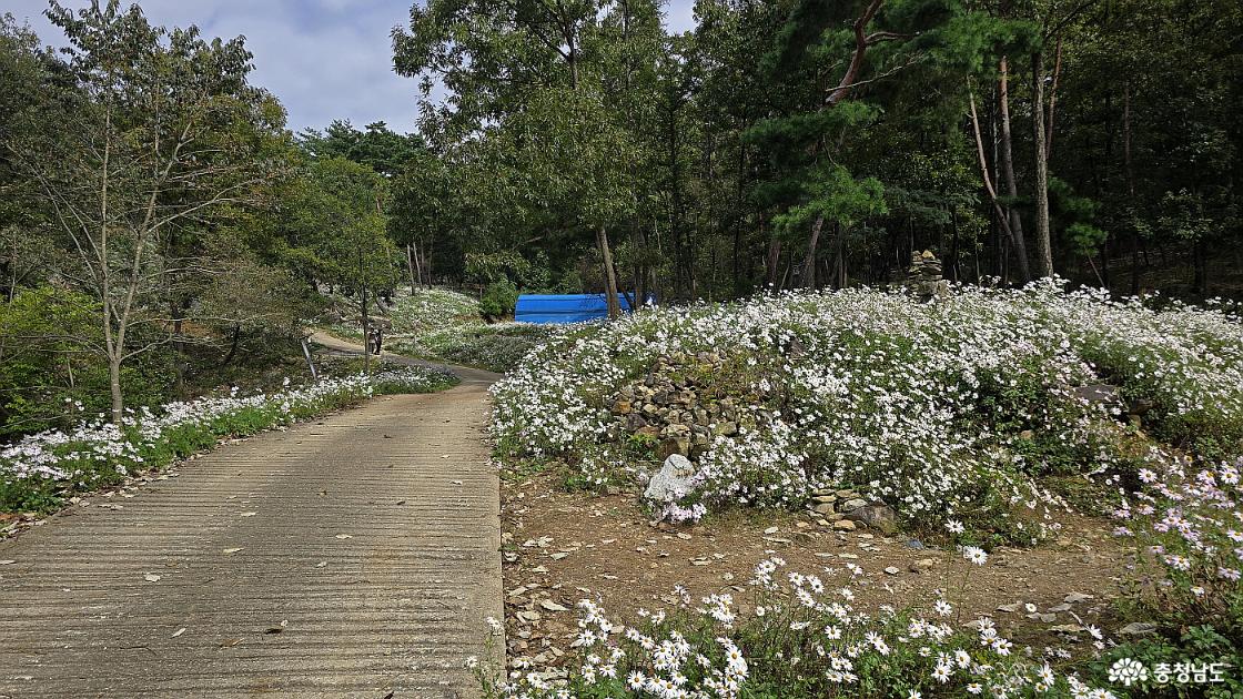 사색의 길 주위에도 구절초꽃이 가득하다.