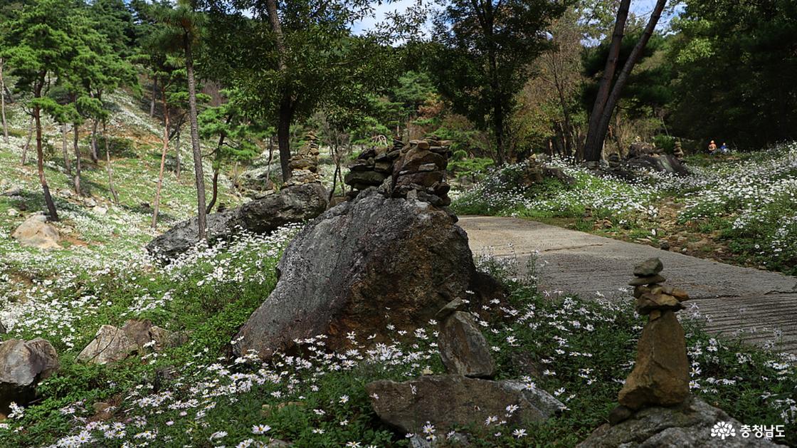 사색의 길 주위에는 구절초꽃과 함께 크고 작은 돌탑들로 가득하다.