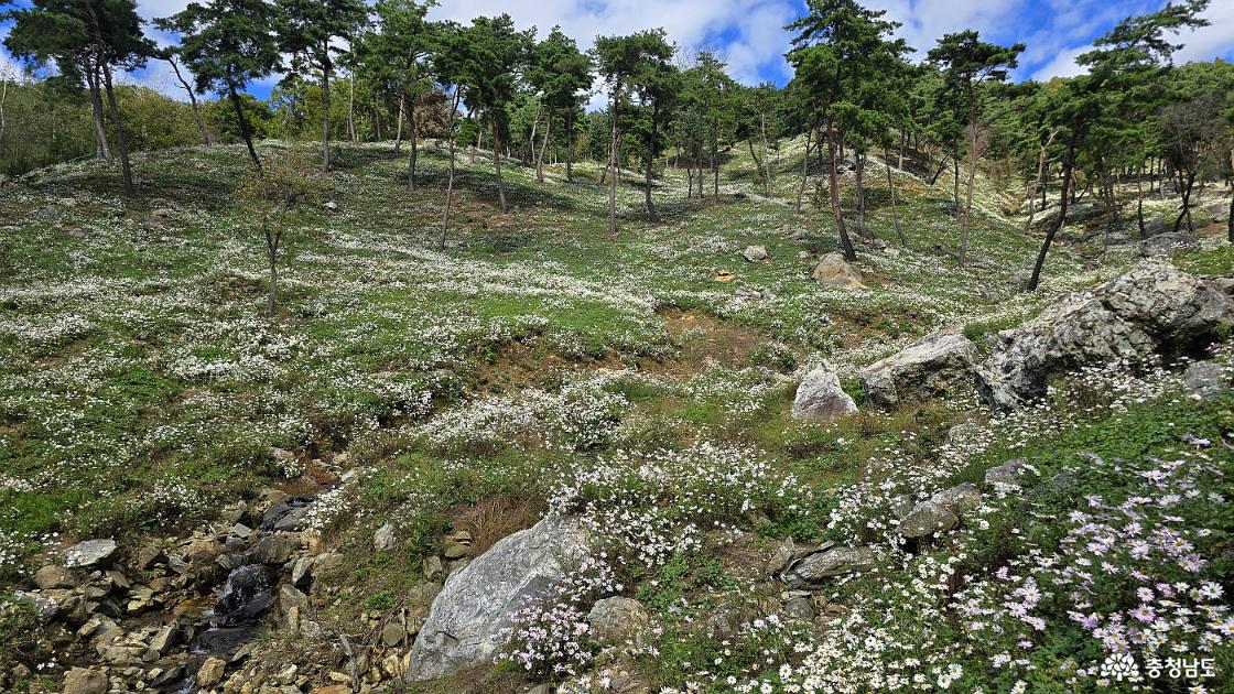 구절초꽃은 소나무와 바위들과 조화를 이루어 너무 예쁘다.