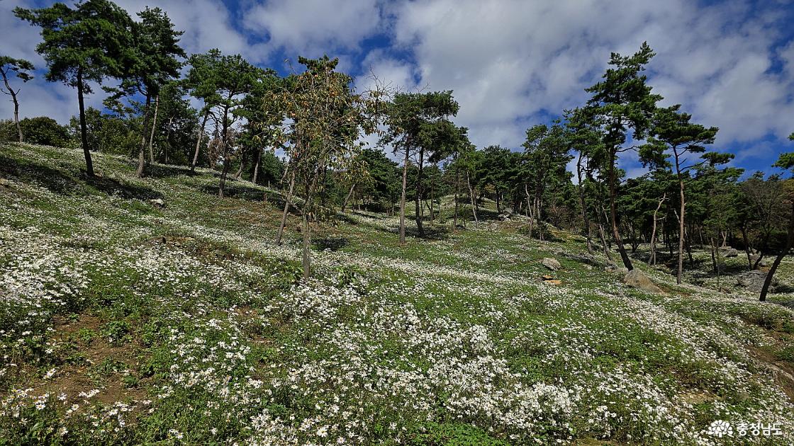 구절초꽃 사이에 우뚝 서 있는 감나무 한 그루