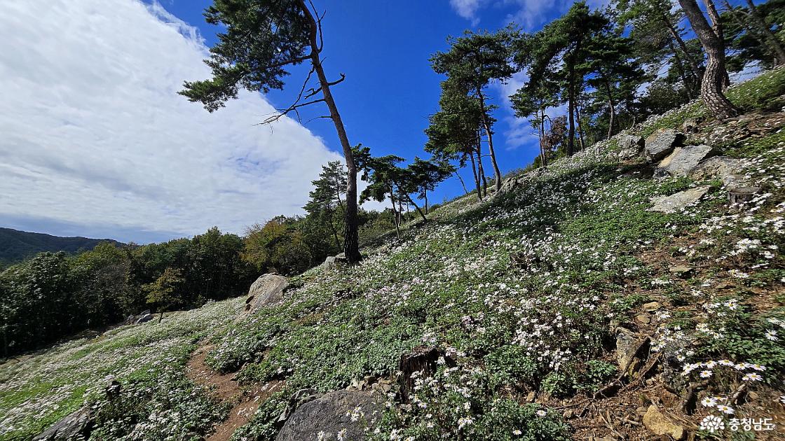 하얀 구절초꽃과 파란 하늘, 하얀 구름의 조화가 멋지다.