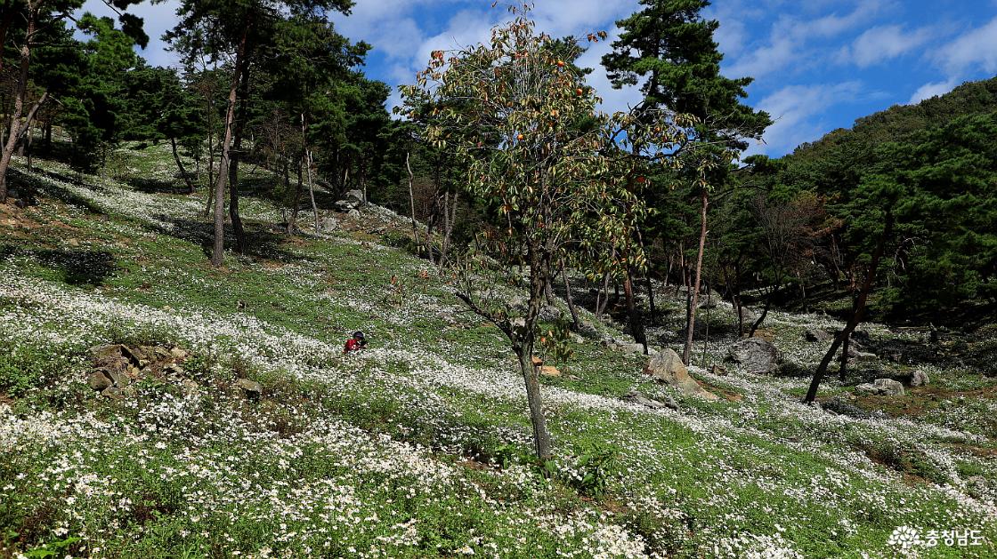 한 여인이 구절초꽃에 파묻혀 사진 찍느라 바쁘다.