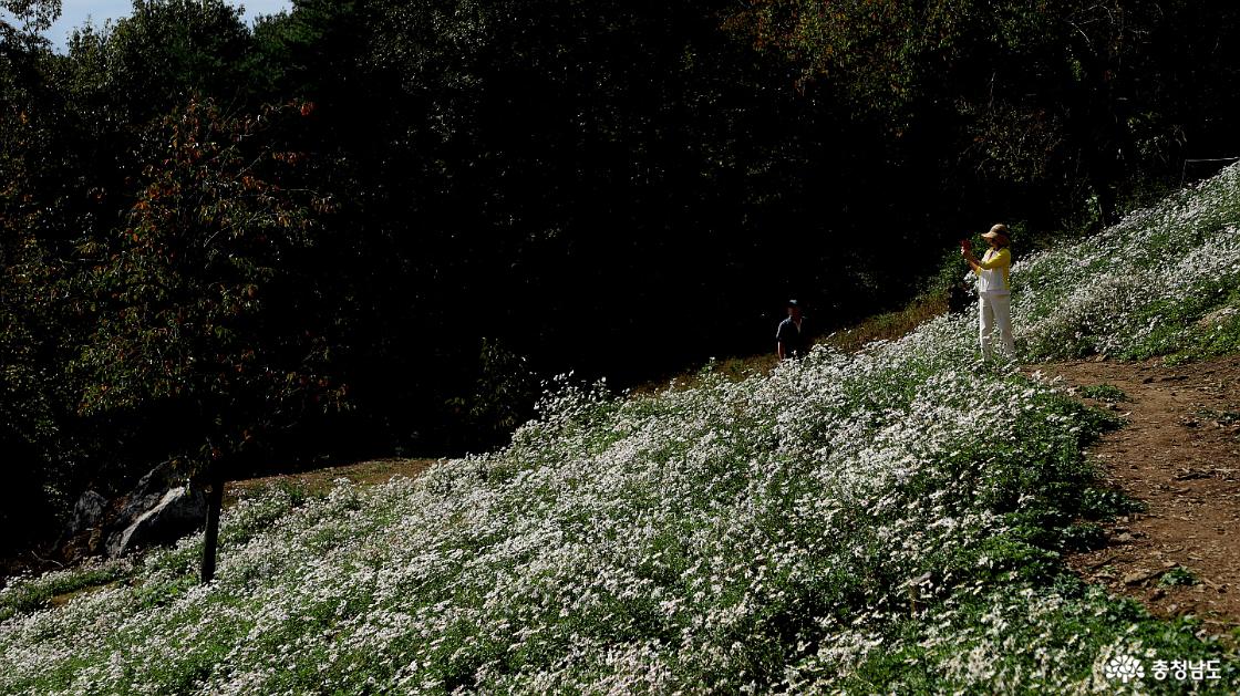 이 여인도 구절초꽃에 마음을 빼앗겼는지 부지런히 사진을 찍고 있다.