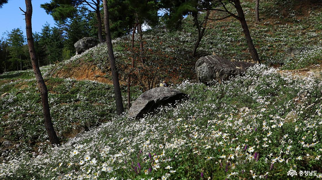 여기도 구절초꽃 사이에 감나무 한 그루가 서 있는데 주렁주렁 달린 감이 탐스럽다.