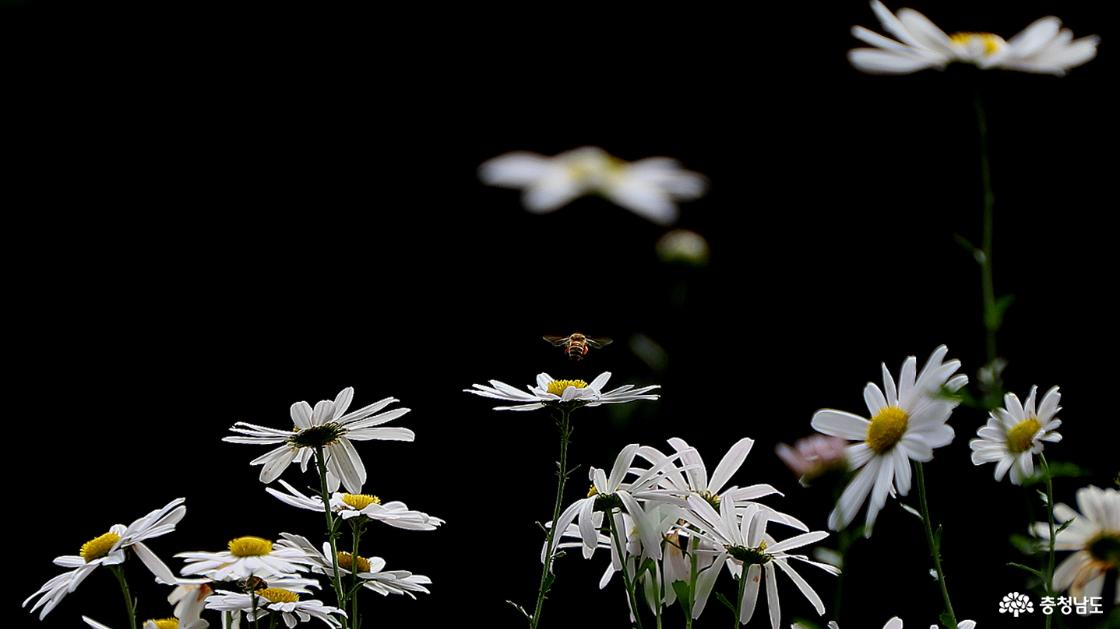 구절초꽃에서 꽃가루를 뭉치는 저 벌은 어디서 여기까지 왔을까?