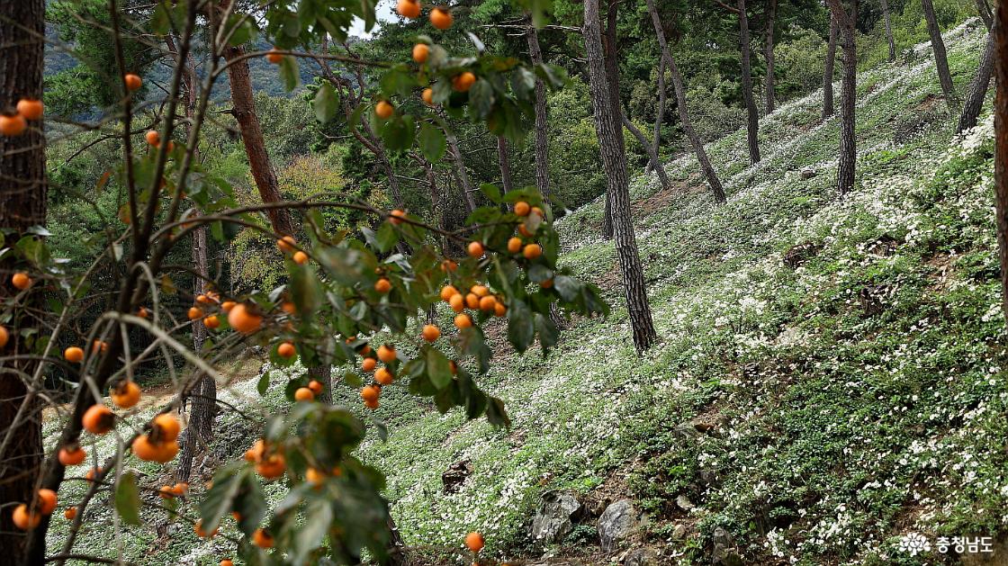구룡산 구절초 꽃밭 곳곳에 감을 잔뜩 매단 감나무가 서 있다.