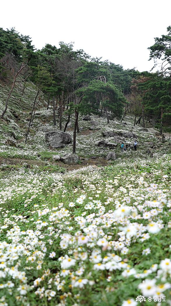 사방 어디를 둘러 보아도 구절초 꽃이 가득한 구절산