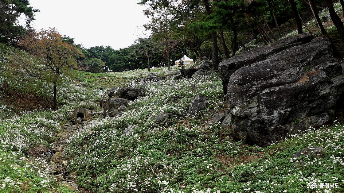 구절암 가는 길 주위에도 구절초꽃이 가득하다.