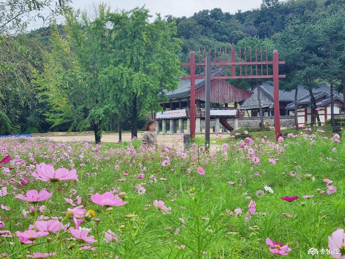 그윽한 가을 풍경, 돈암서원과 코스모스 꽃밭
