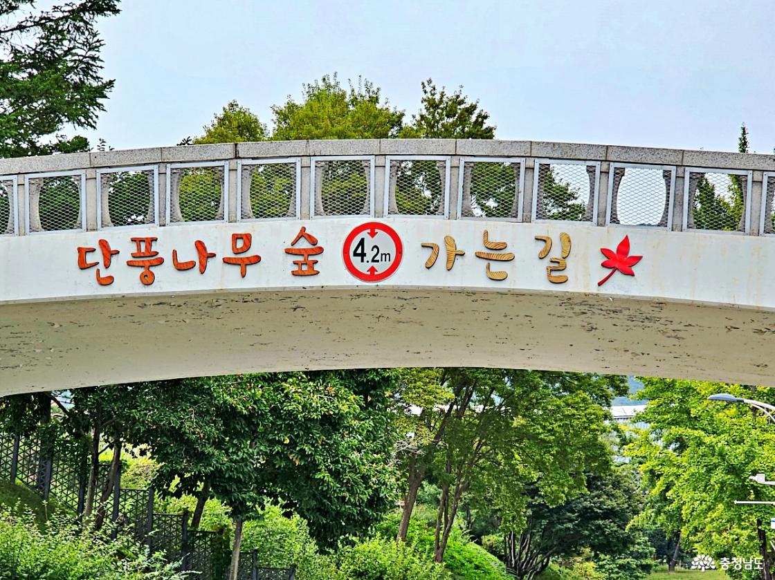 단풍나무숲 가는 길