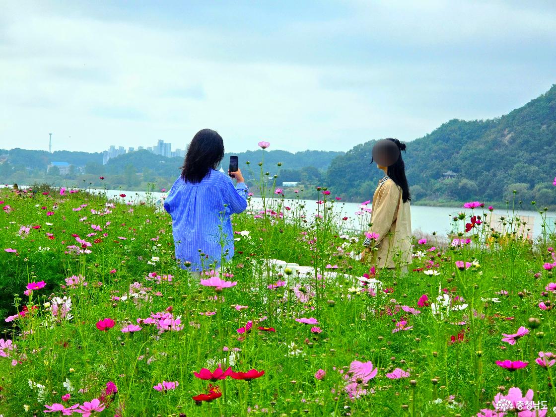 백마강변 코스모스