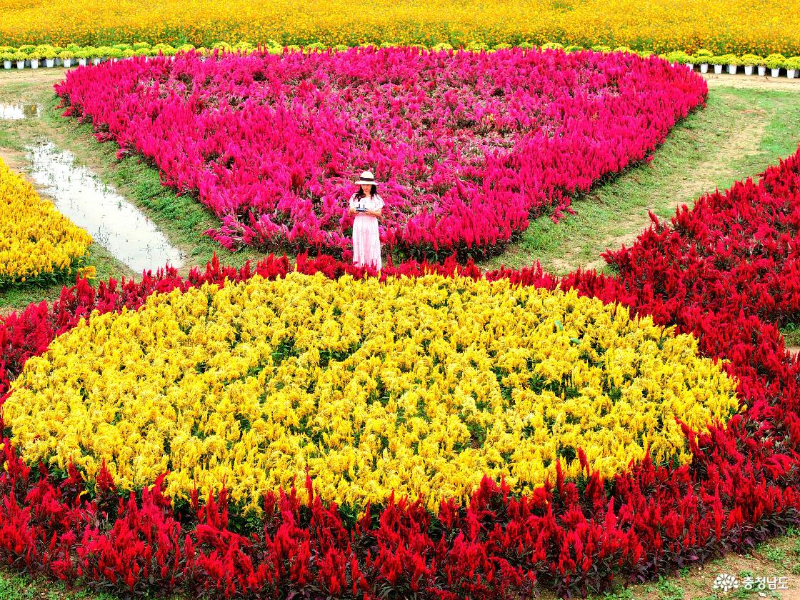 맨드라미 꽃단지