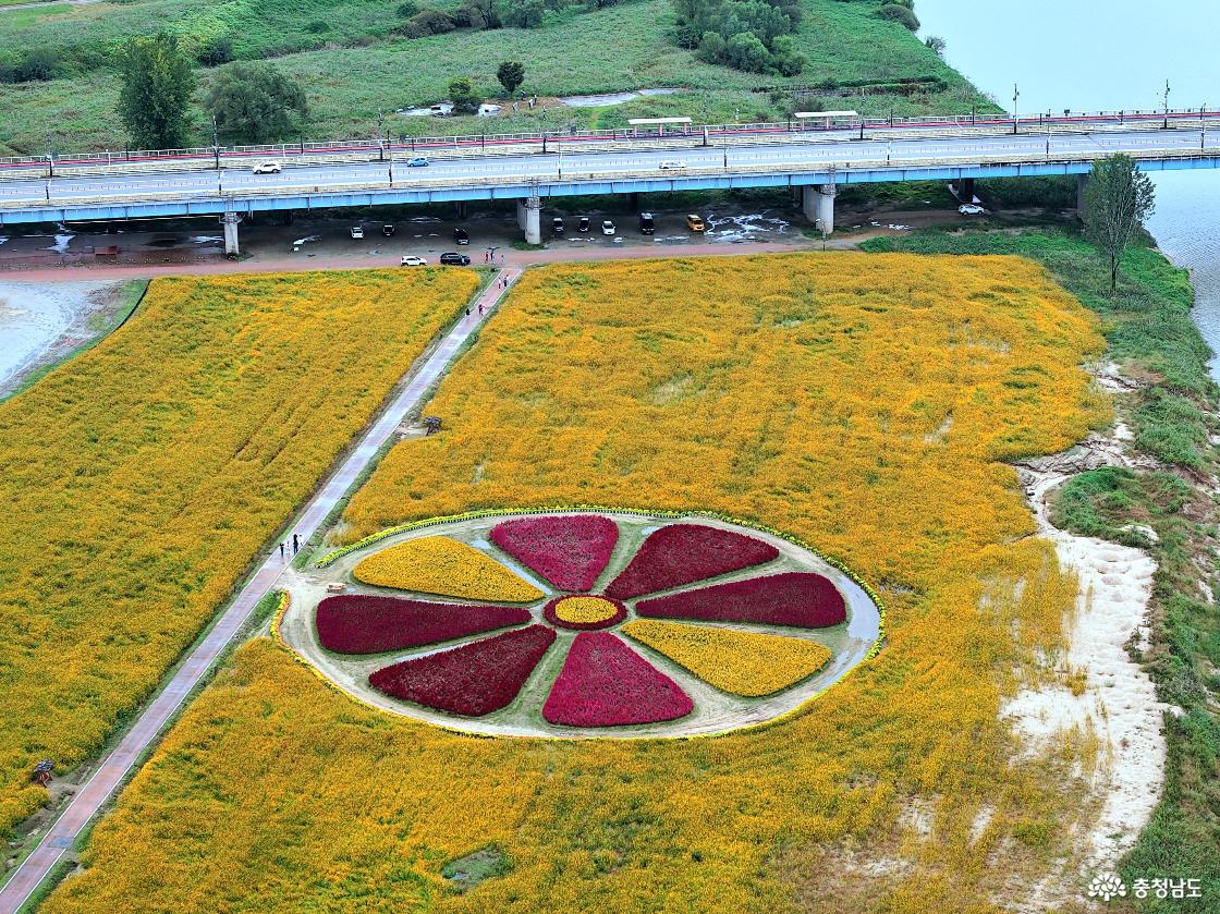 맨드라미 꽃단지 황하코스모스속에