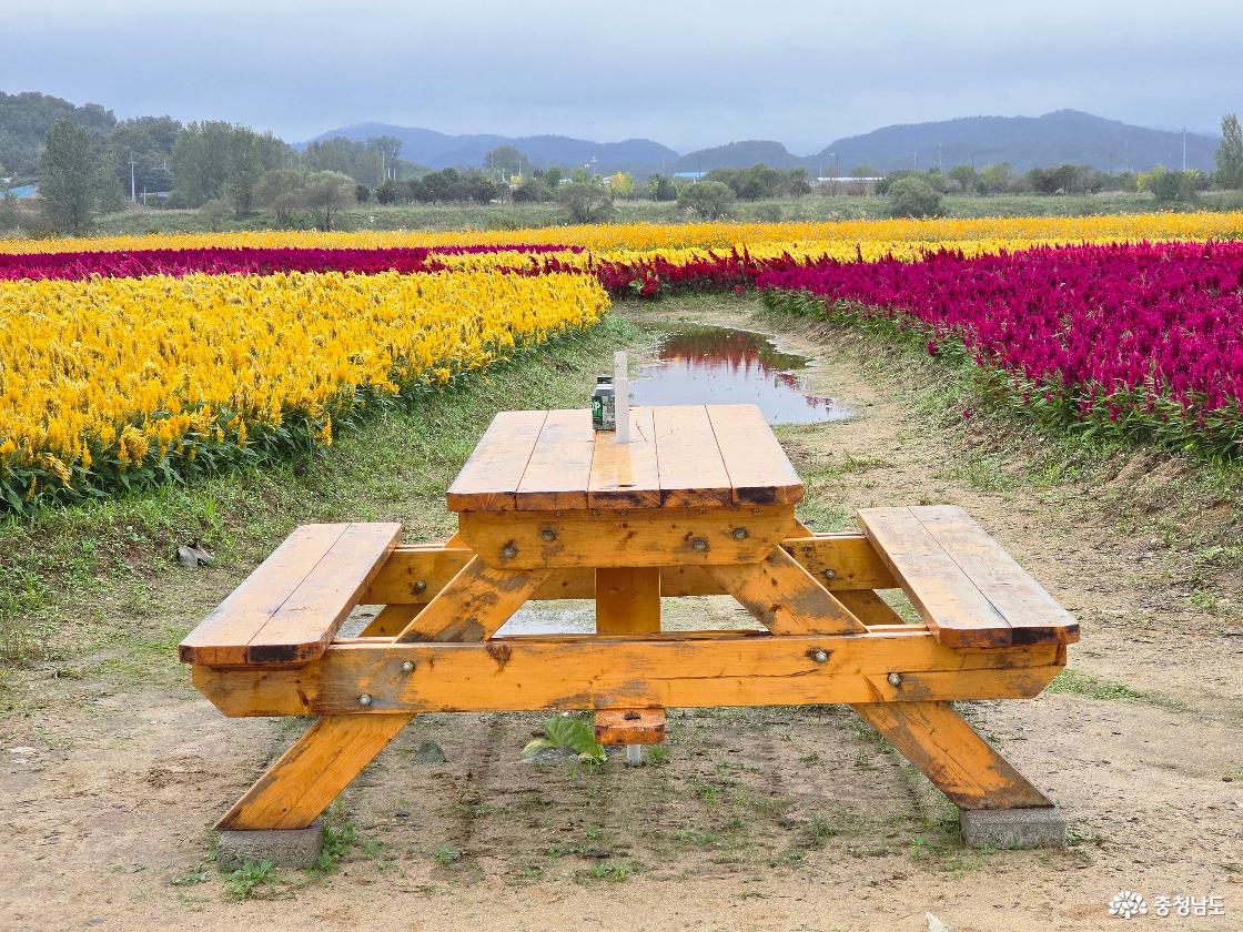 맨드라미와 쉼터의자