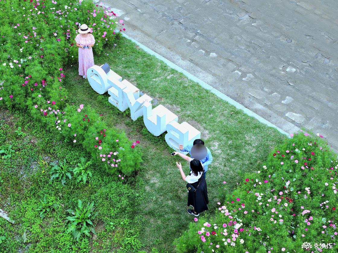 코스모스 단지 포토존
