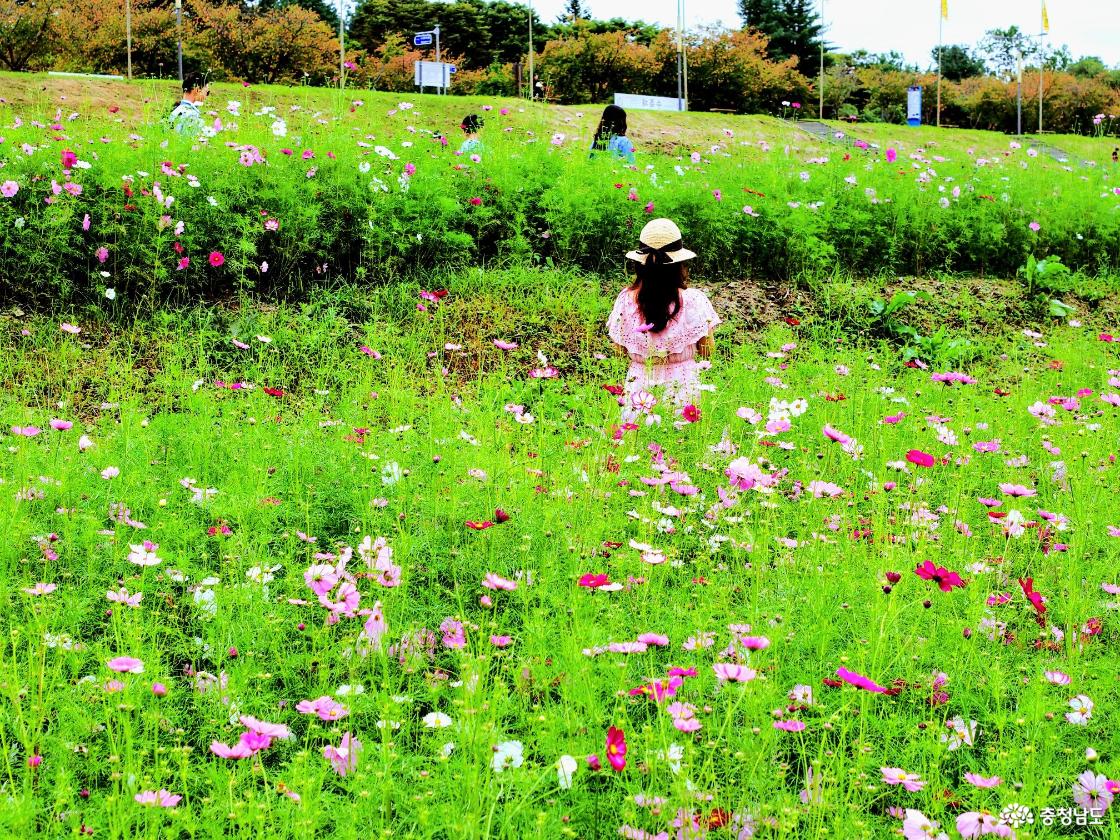 코스모스 꽃밭 속에서
