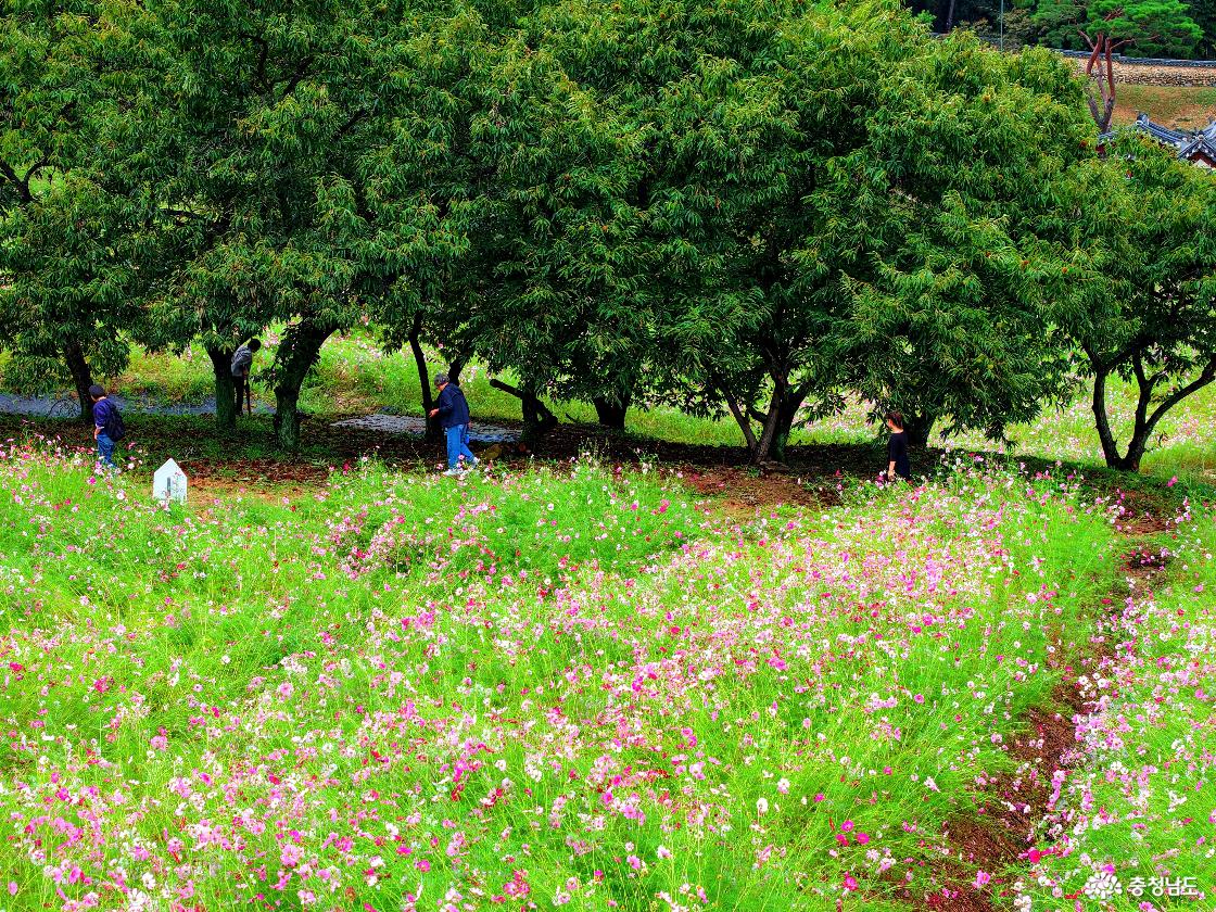 돈암서원 코스모스