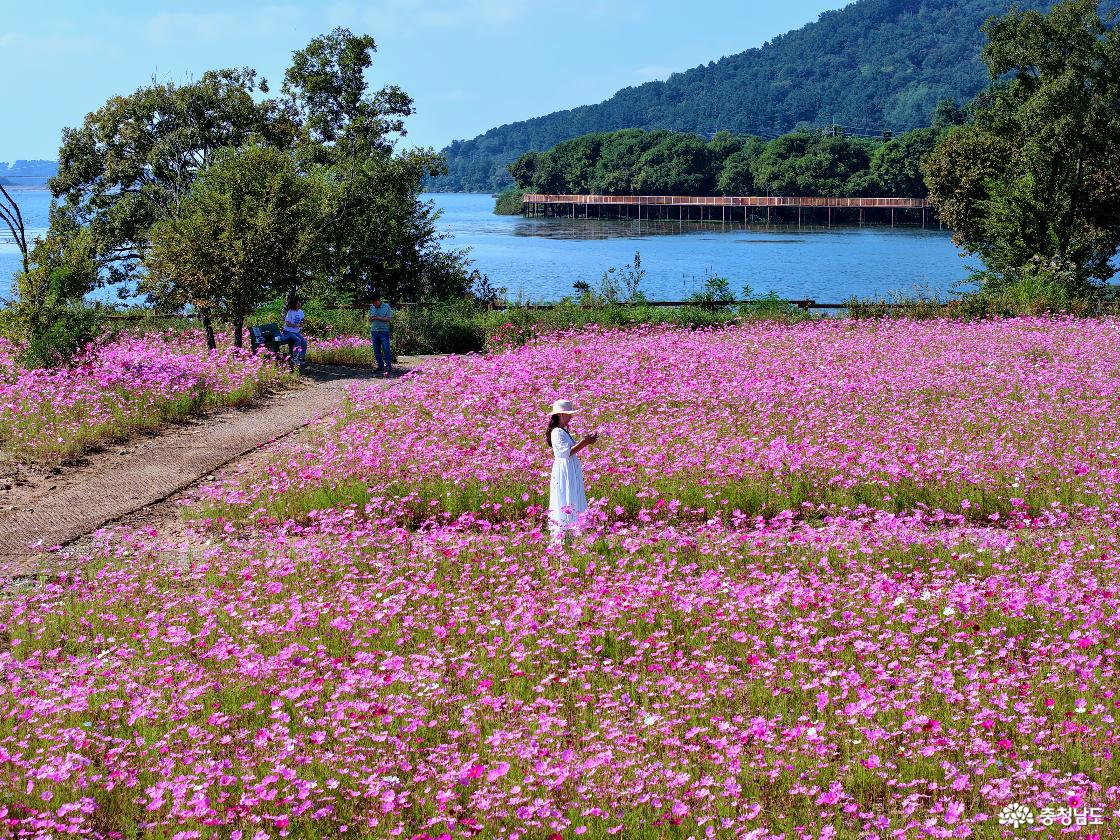 탑정호 코스모스
