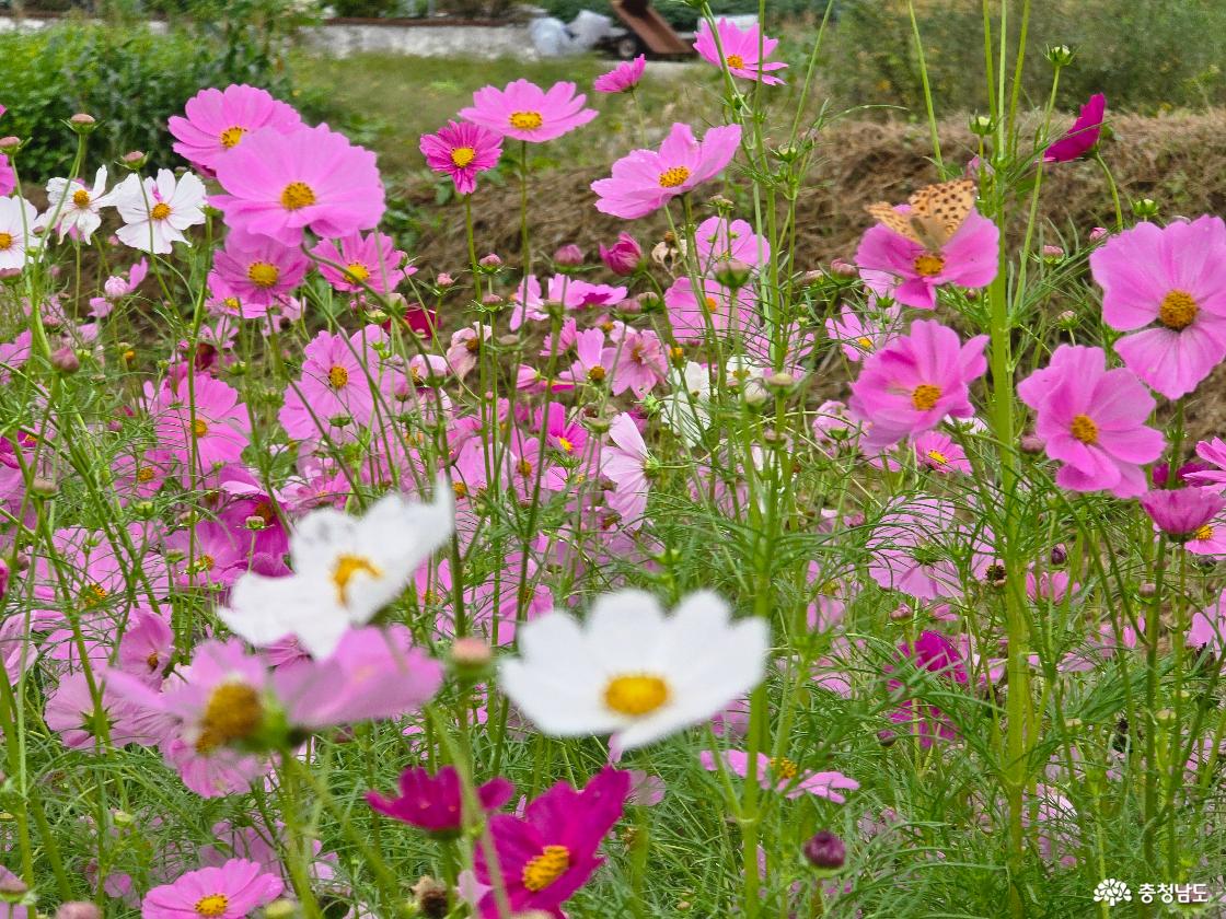 돈암서원 코스모스