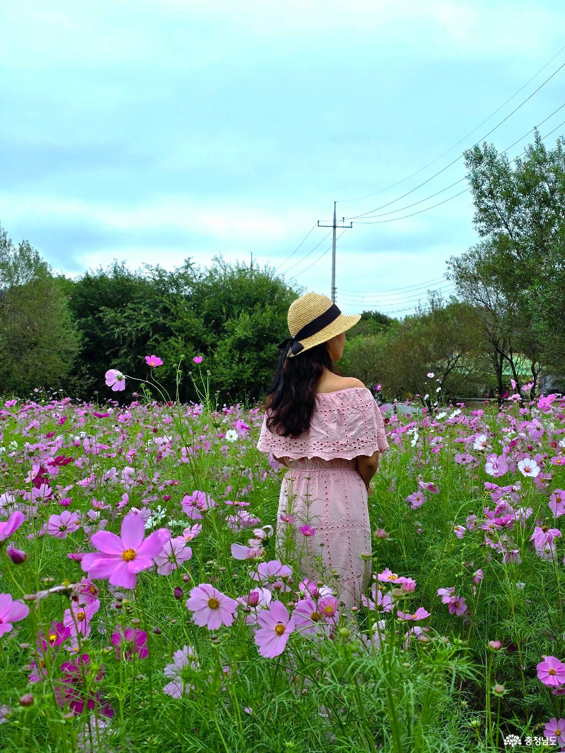 돈암서원 코스모스 꽃밭에서