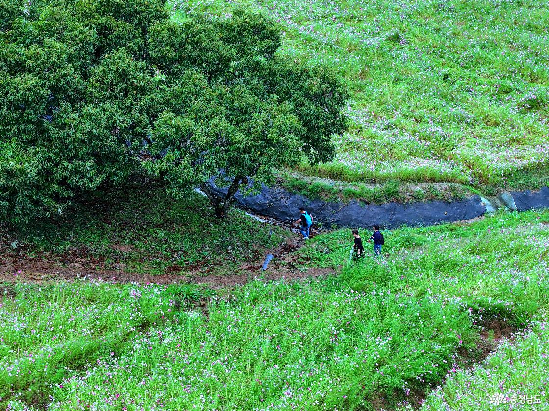 돈암서원 뒤쪽 코스모스