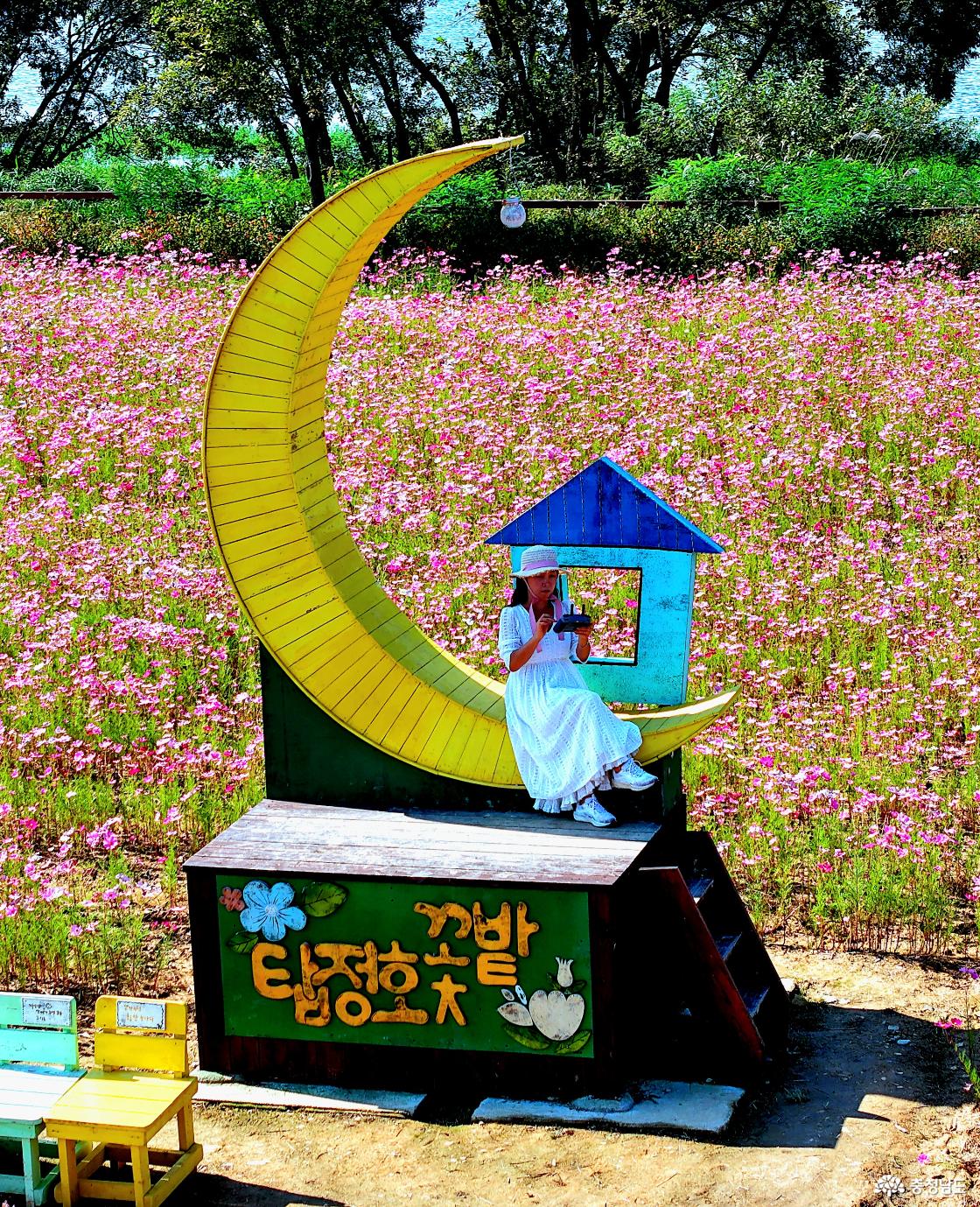 탑정호 코스모스 단지 달모양 조각 포토존