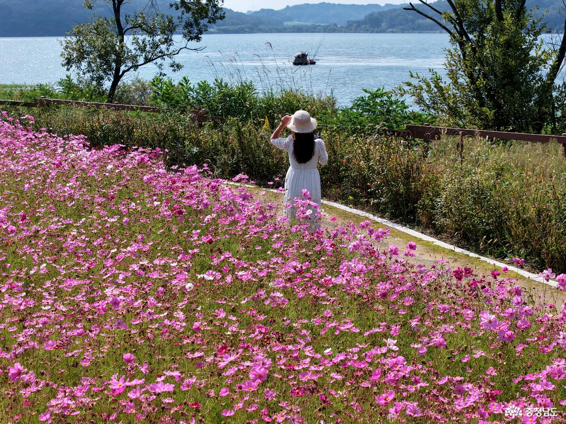 탑정호꽃밭