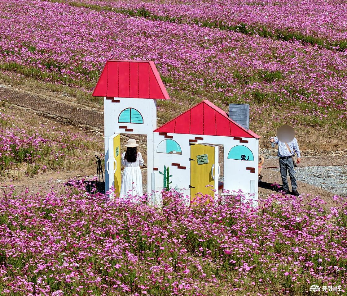 탑정호꽃밭 포토존