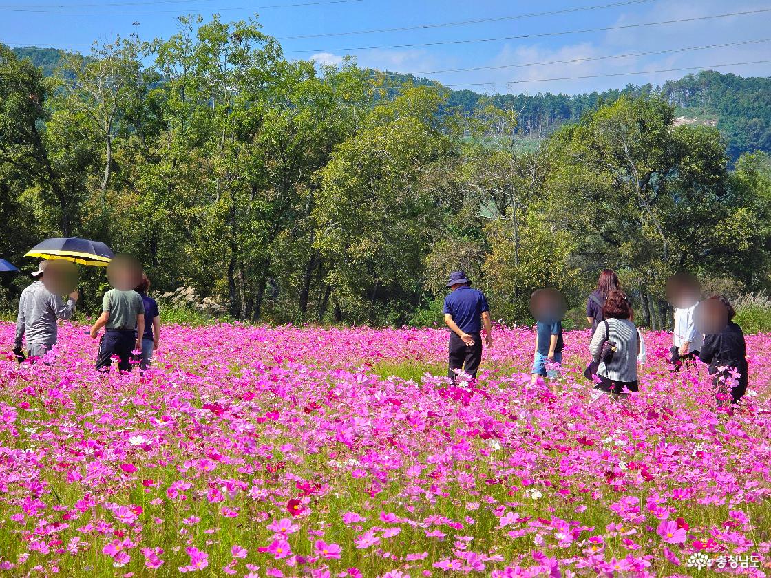 코스모스꽃밭 방문객들