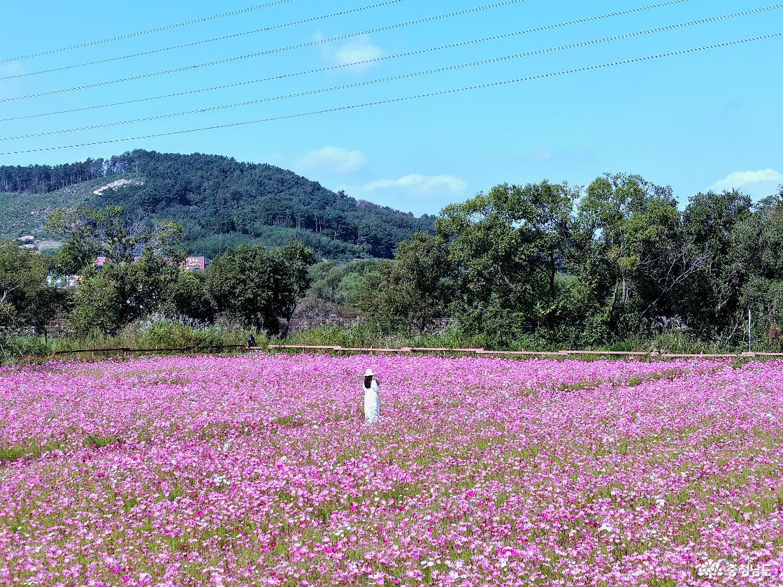 아름다운 코스모스 군락