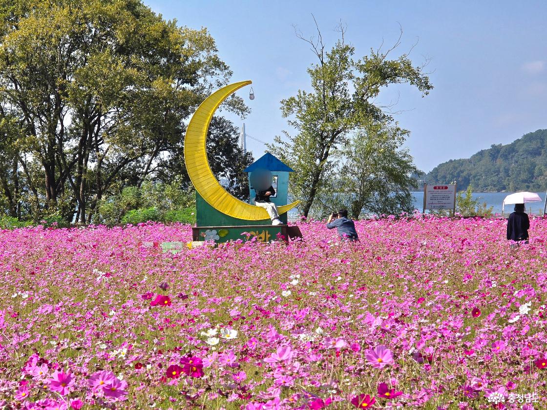 탑정호 코스모스