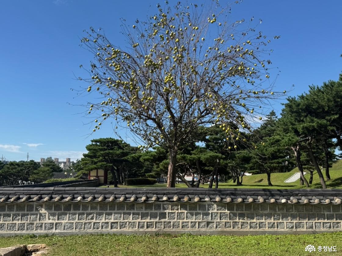 의사총 경내에 있는 모과나무