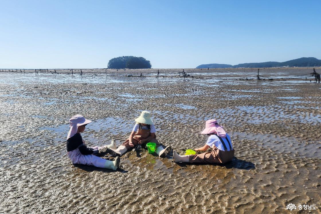 조개캐기