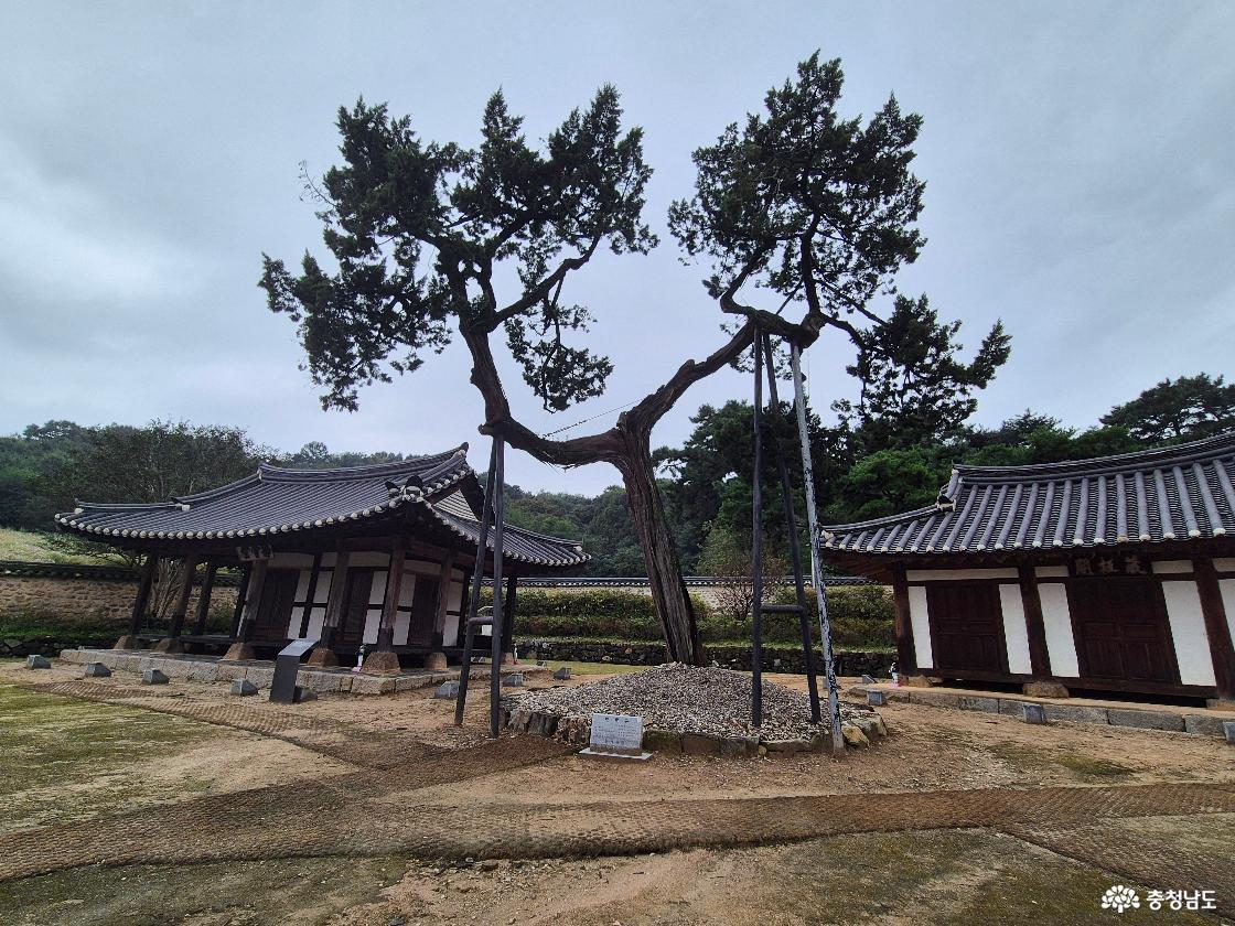 보호수입니다