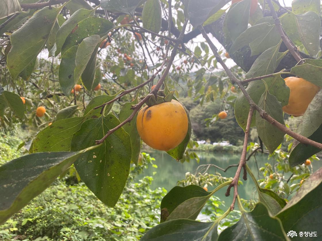 송곡지 15