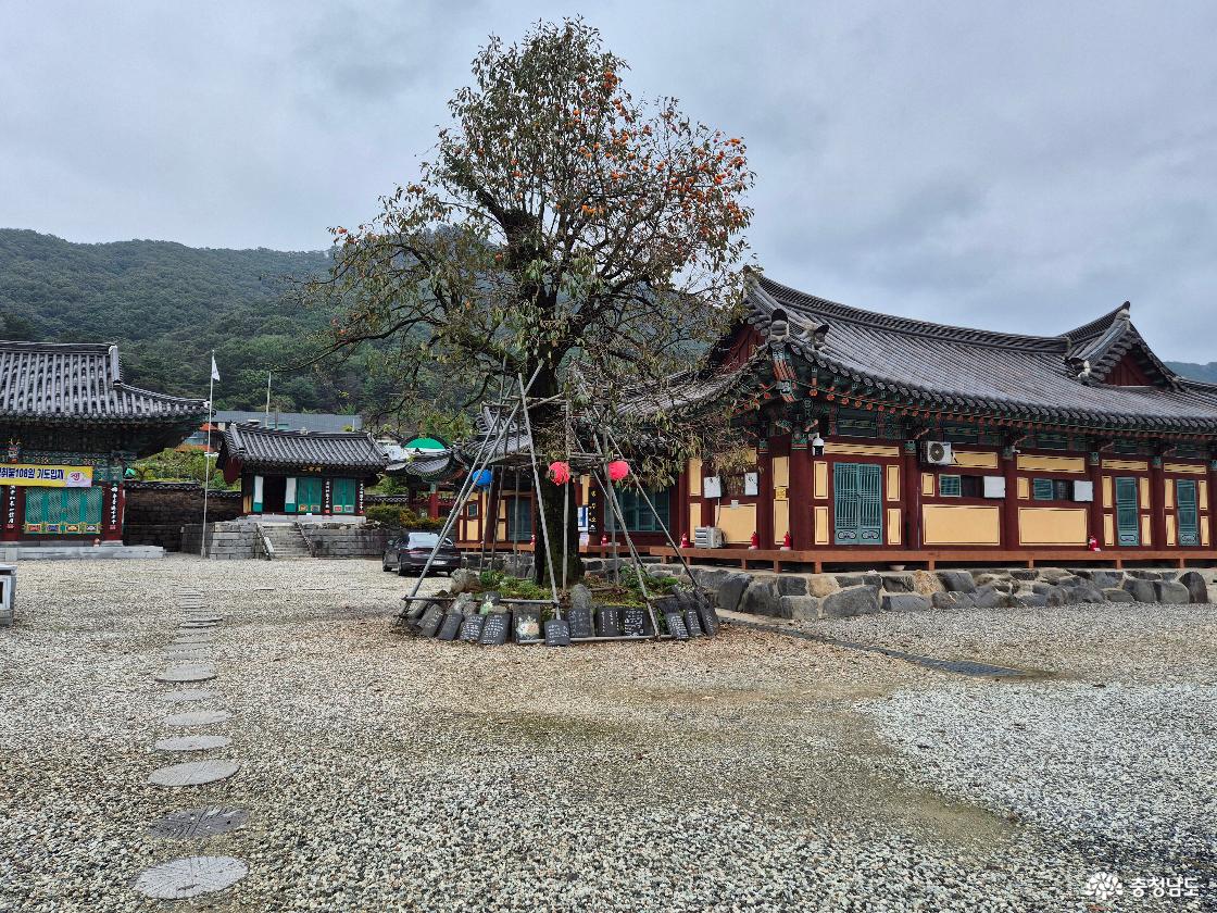 감나무입니다