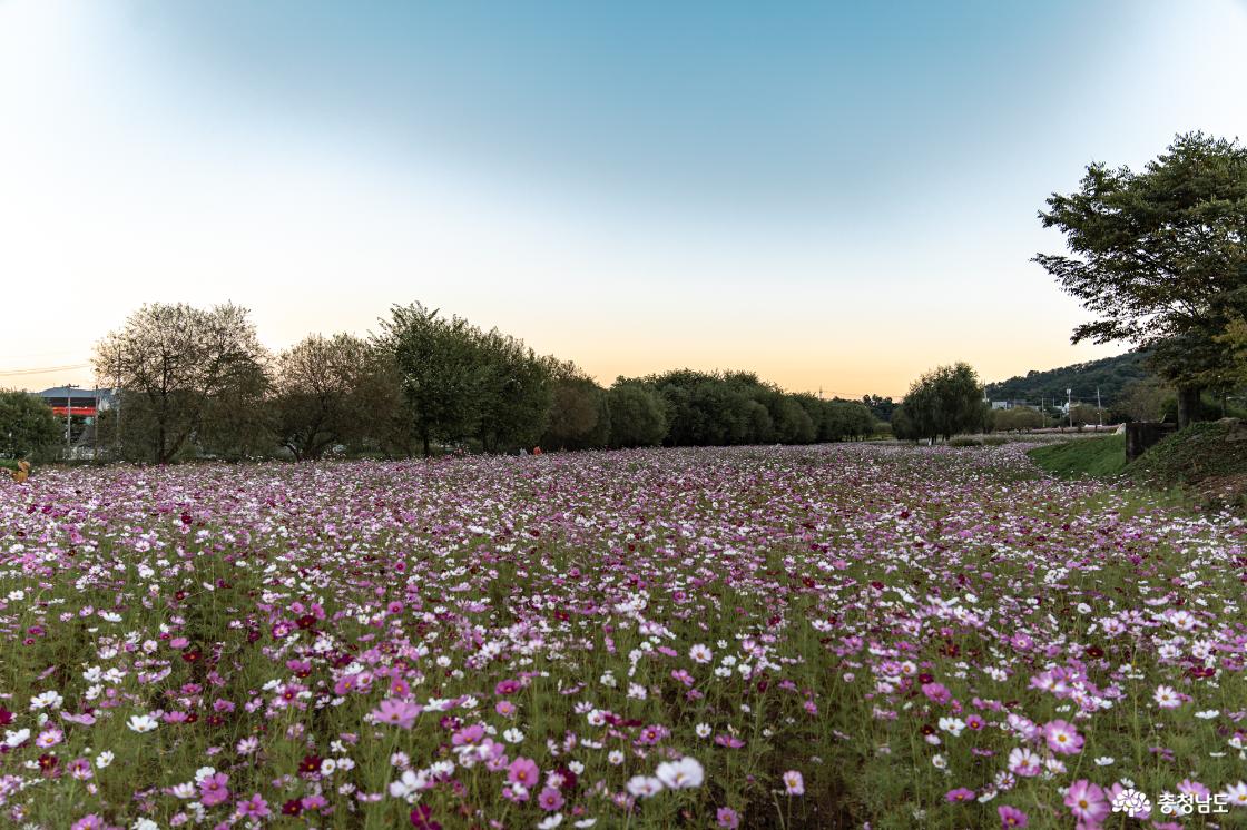코스모스 만개한 논산 돈암서원 (국가유산 방문 코스 서원의 길)🌺 
