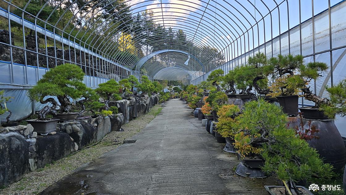 분재원에는 수령이 오래된 특이한 형태의 분재가 가득하다.