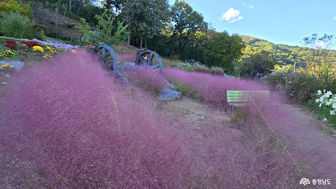 분재원 아래에 있는 핑크뮬리 꽃밭의 모습