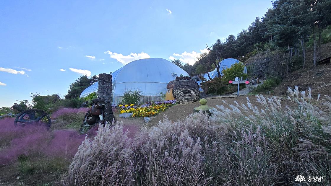 핑크뮬리 주위에 있는 억새가 한데 어우러져 예쁜 풍경을 연출한다.